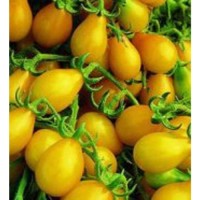 Tomato Yellow Pear Great Heirloom Garden Vegetable 200 Seeds   